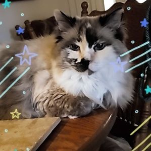 Meet your Posher, Susan